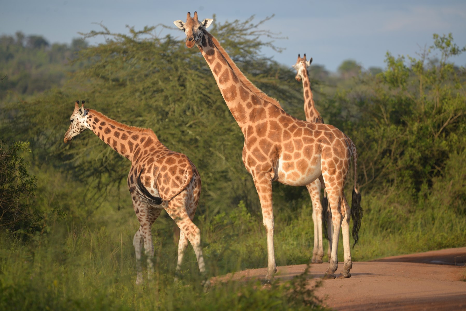 9-Day Complete Rwanda Primates & Wildlife Safari