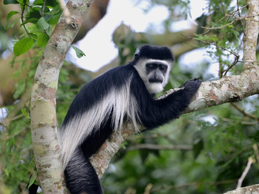 Black and white colobus monkey in a tree