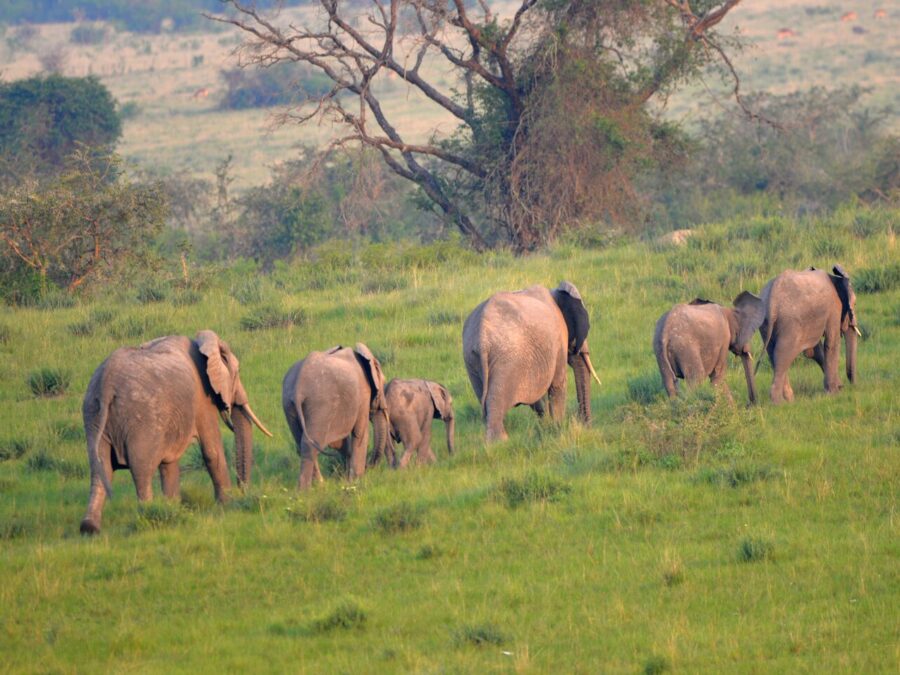 African elephants moving across open savannah