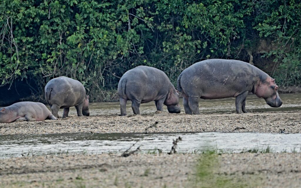 Elephants gathered beside water
