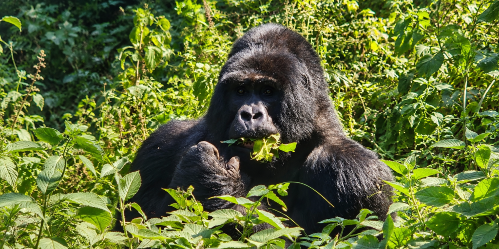 6-Day Uganda and Rwanda Gorilla Safari
