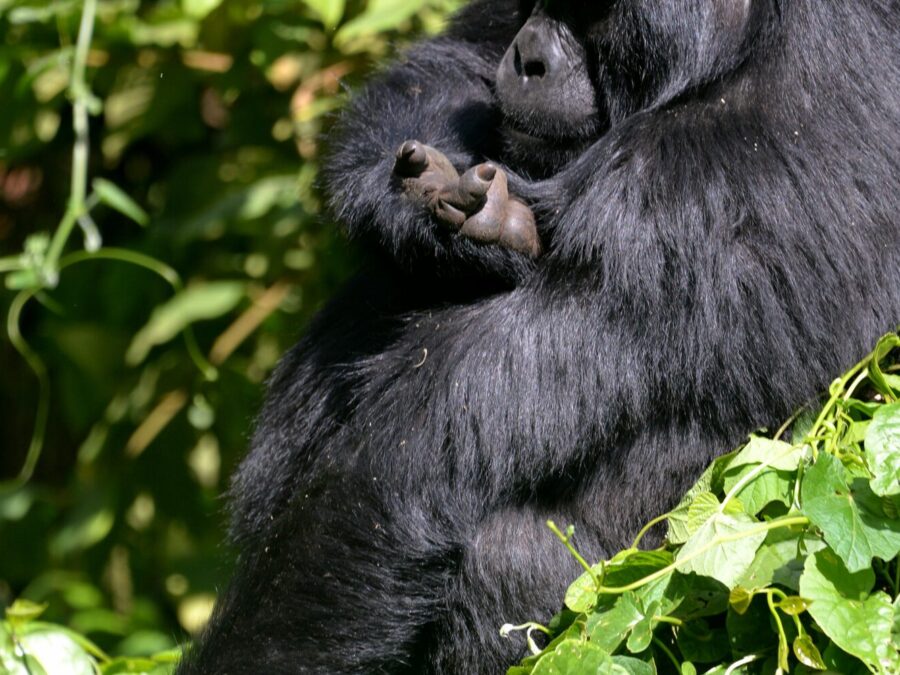 Mountain gorilla family resting in dense forest vegetation