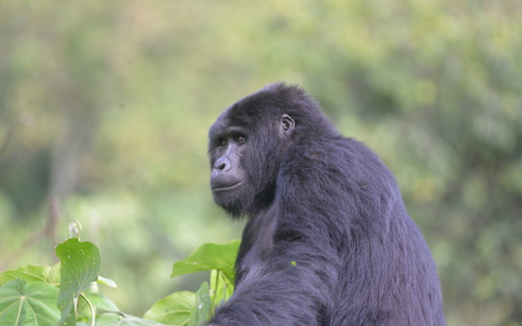 Mountain gorilla seen among forest leaves