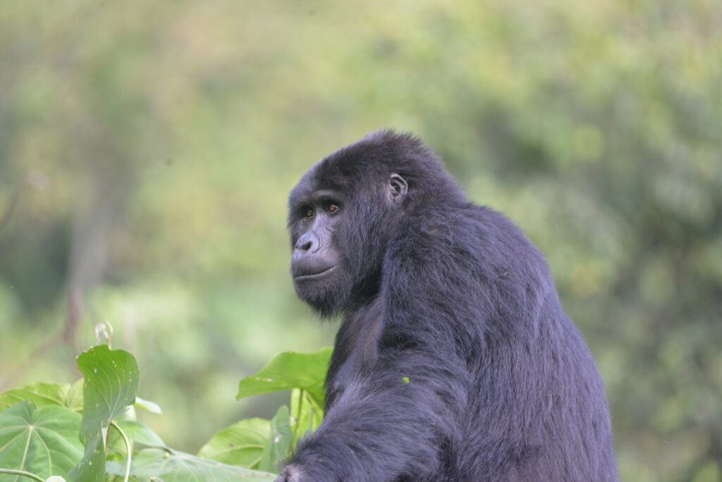 Mountain gorilla seen among forest leaves