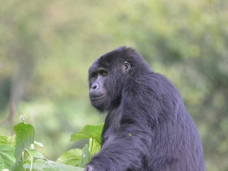 Mountain gorilla seen among forest leaves
