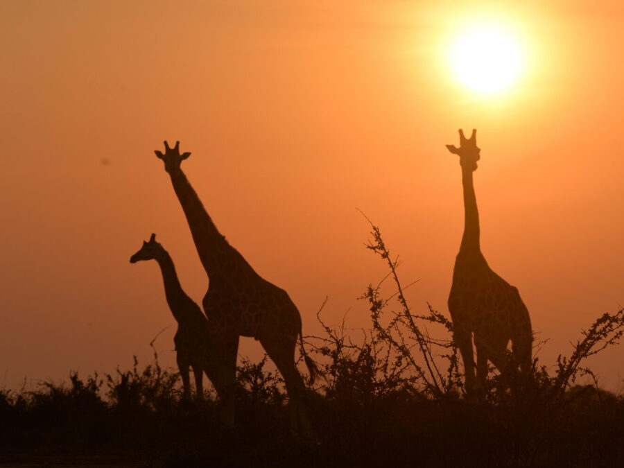 5-Day Uganda Gorilla, Shoebill & Lake Bunyonyi Safari