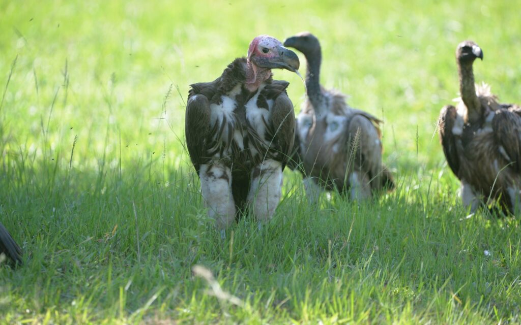 Vultures observed during an East African birding safari