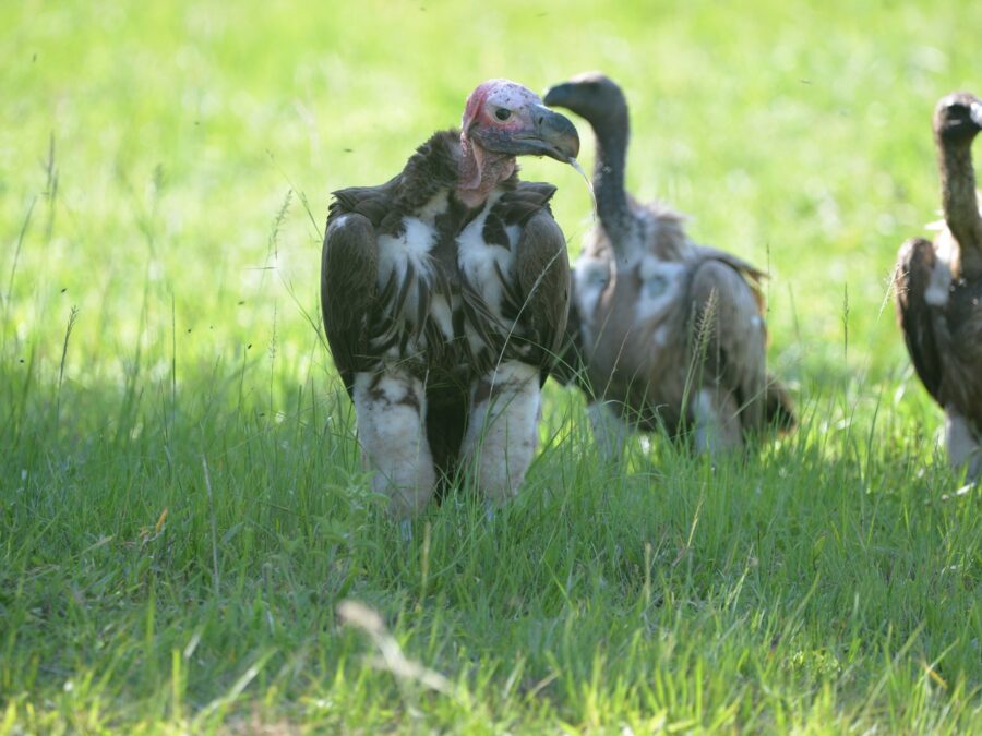 Birding on a General Uganda Safari