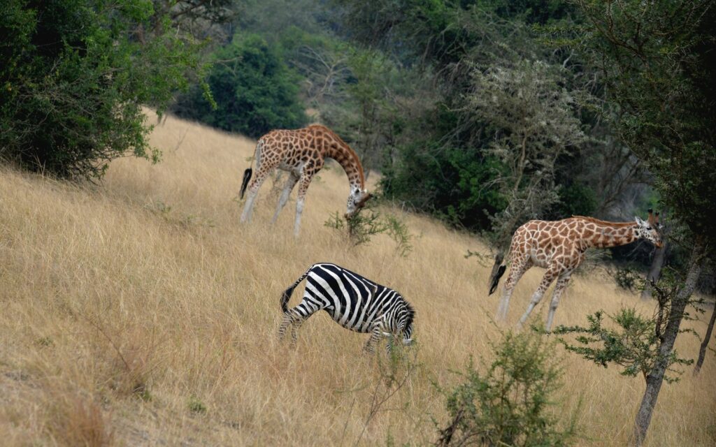 Zebras and giraffes in a Ugandan wildlife park