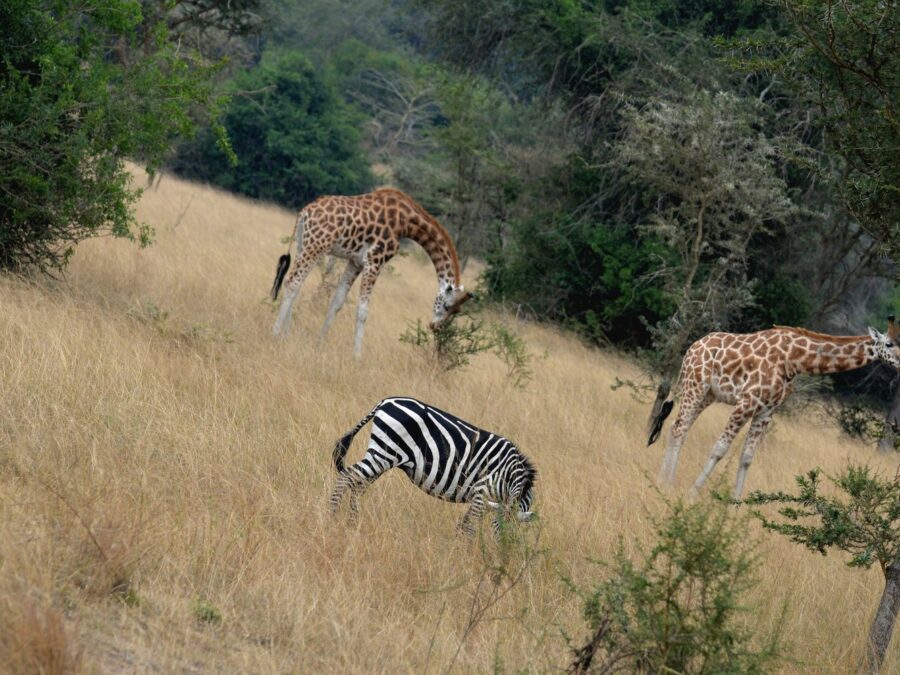 How Many Days Do You Need for a Uganda Safari?