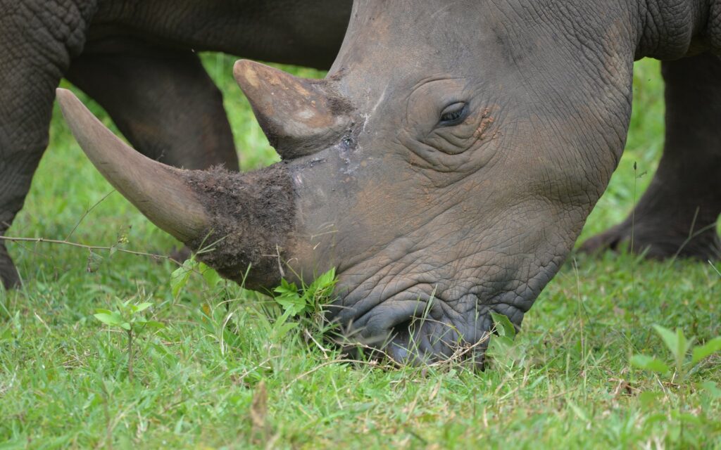 Rhinos observed during a tracking experience