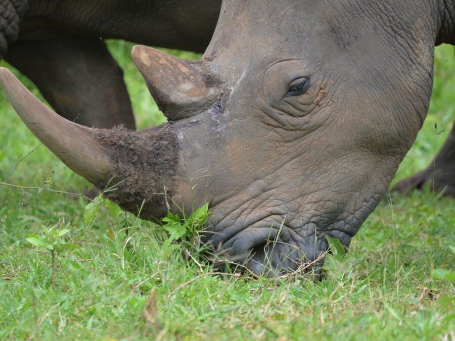 Rhino Tracking at Ziwa: Where It Fits in a Uganda Safari