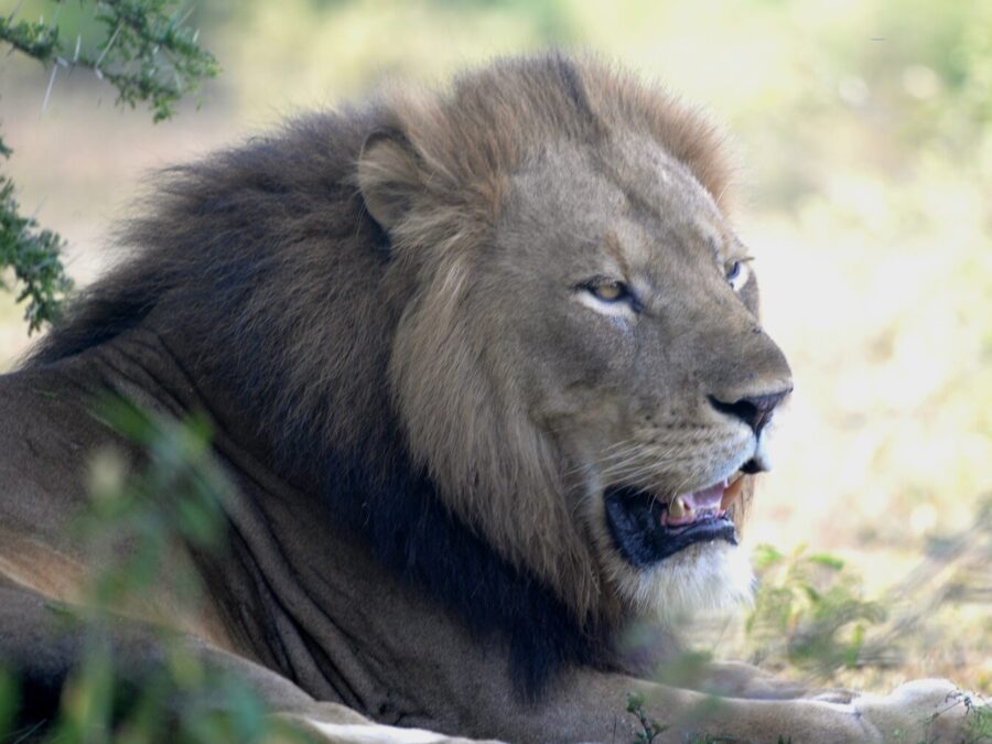 Male lion resting during a wildlife game drive