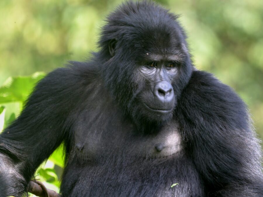 Mountain gorilla in a green forest during a gorilla trekking safari