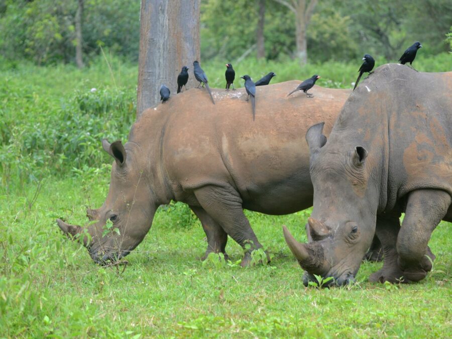 Close view of a white rhino