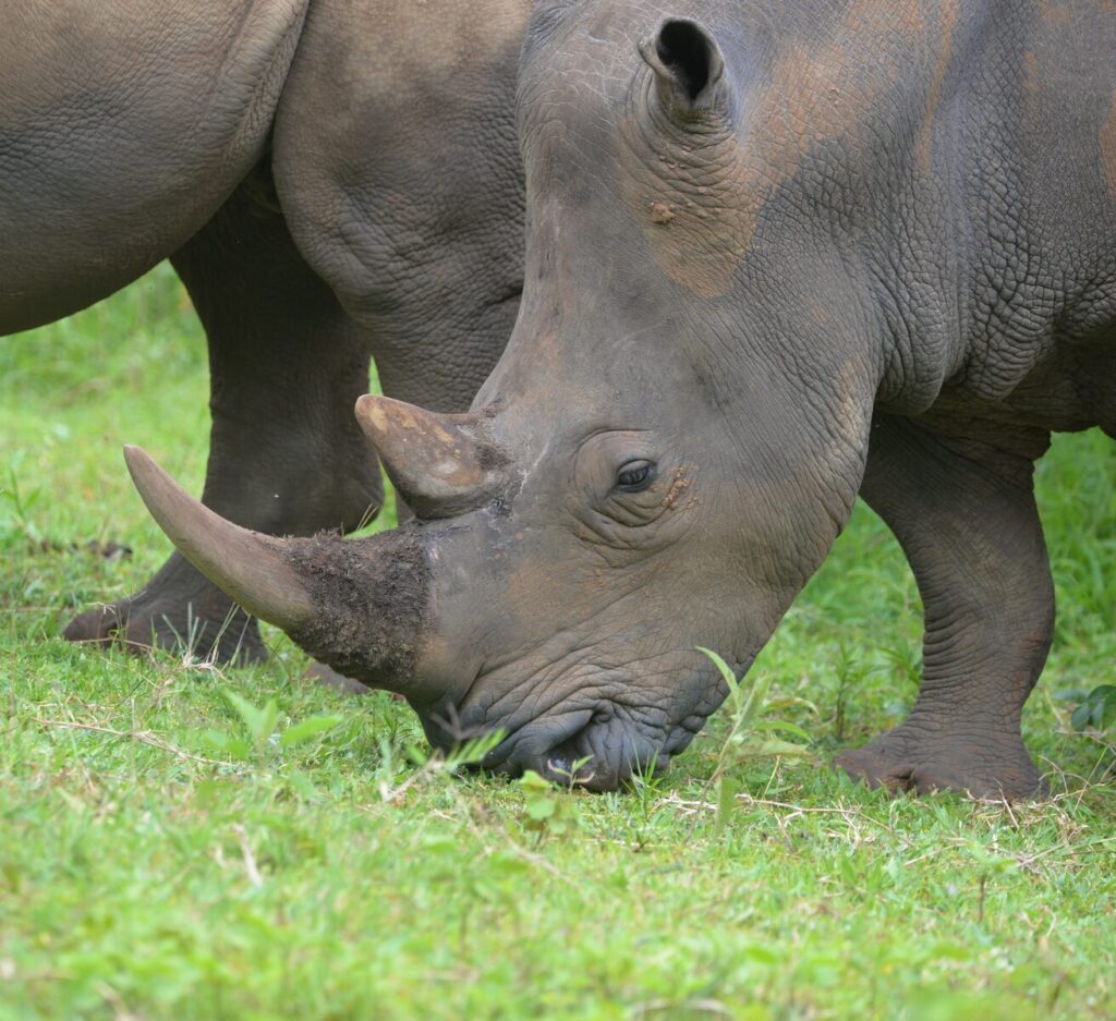 White rhinos grazing in green vegetation
