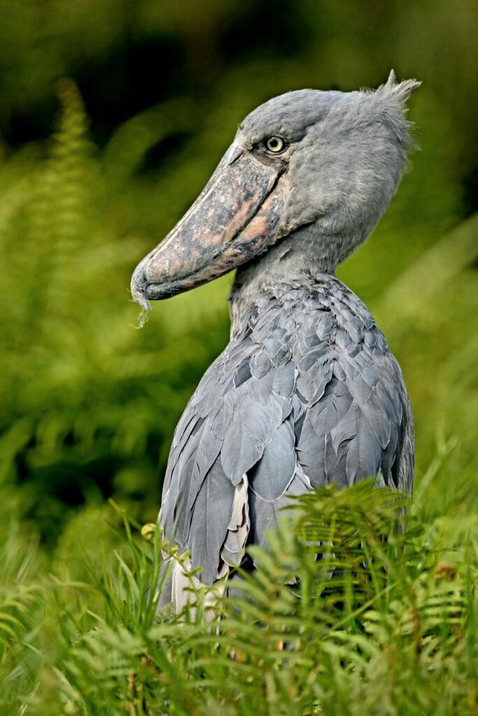 5-Day Uganda Gorilla Shoebill and Lake Bunyonyi Safari