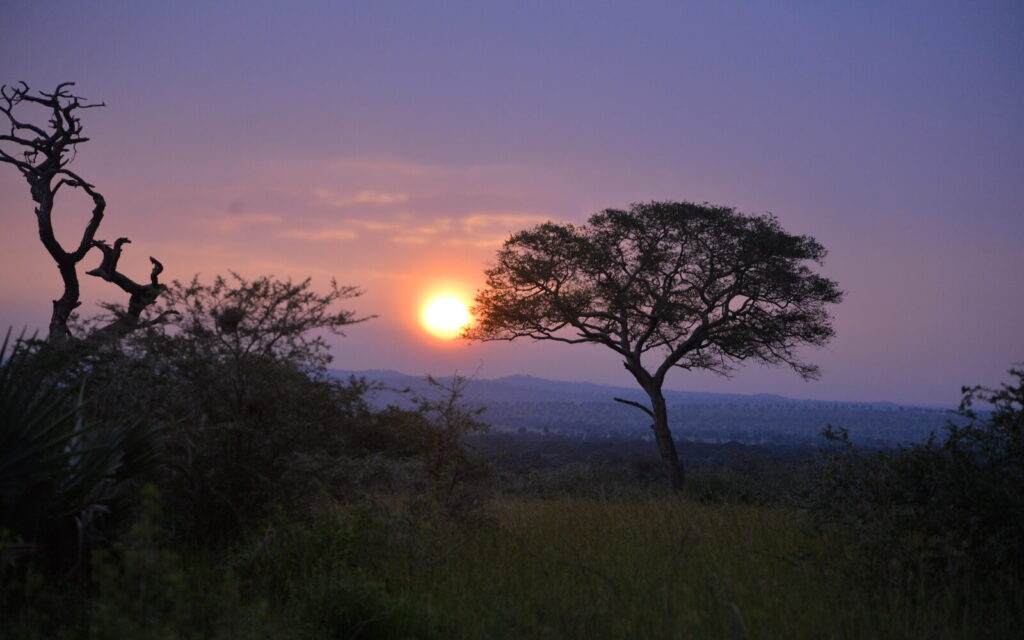 Sun setting behind an acacia tree
